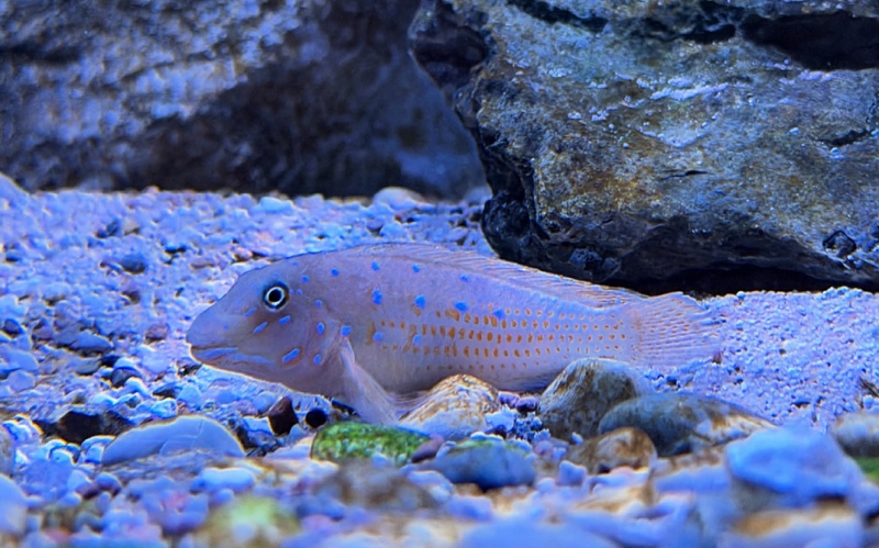 Spathodus sp. 'erythrodon north' Kigoma